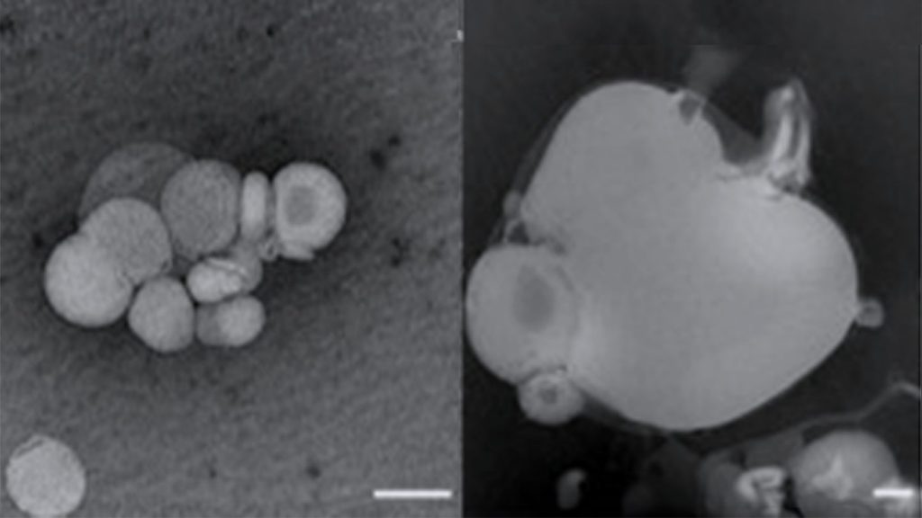 【ELSI】環境が駆動する原始細胞の「成⻑・選択・遺伝」の究明へ