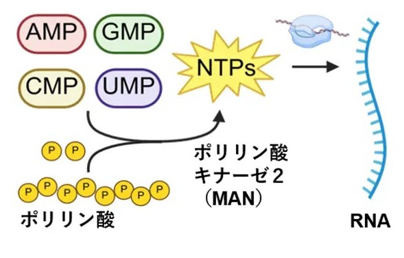 【ELSI】一般的な全核酸塩基を高効率にリン酸化する万能酵素を発見