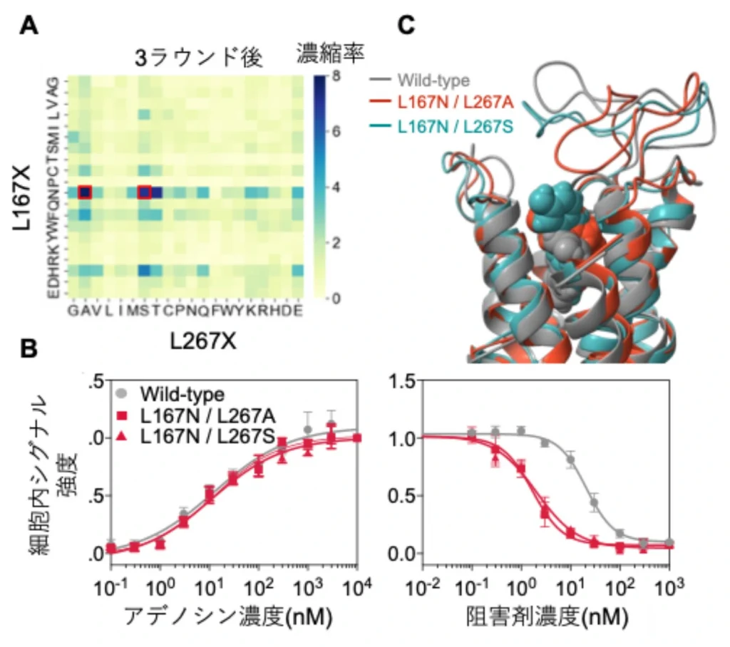 【ELSI】細胞を使うことなく受容体膜タンパク質の人工進化に成功